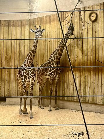 Giraffes At The Zoo