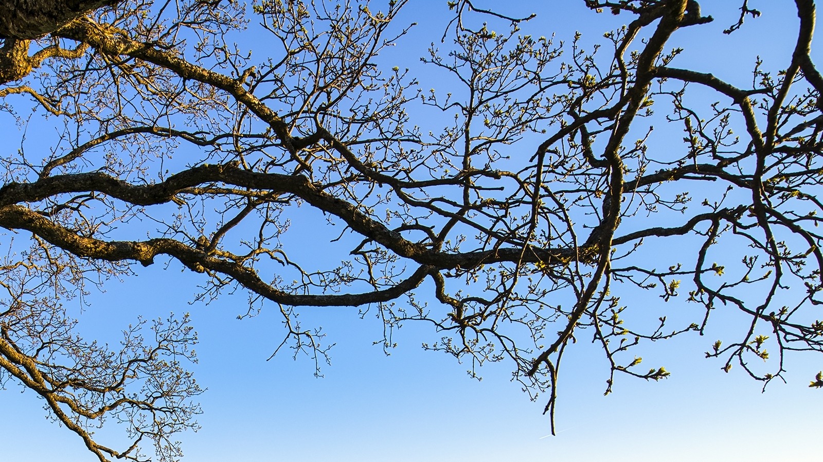 branches