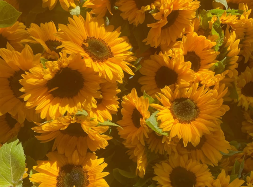 sunflowers